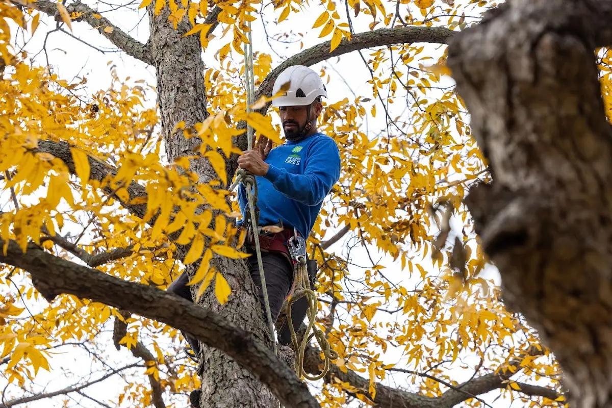 Skilled Tree Pruning crew working in Southfield